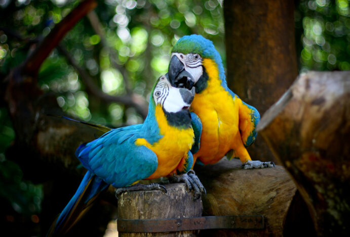 O Paraíso Sustentável: Foz do Iguaçu na Vanguarda Ambiental da América do Sul