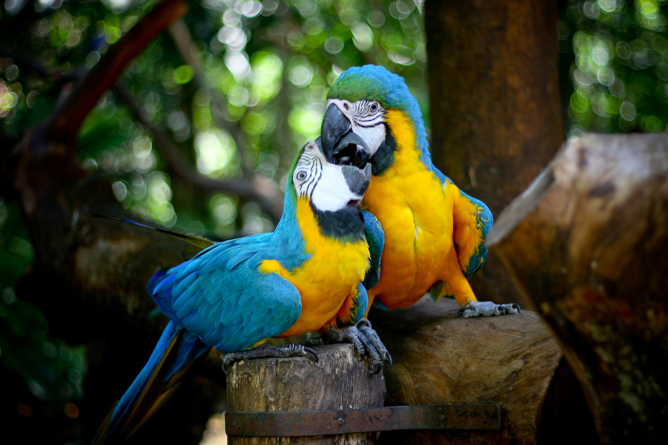 História de Foz do Iguaçu: conheça aqui