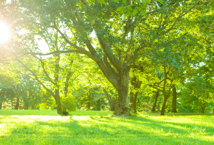 Segure o Volante e Abra as Portas da Nostalgia: Poços Classic Car
