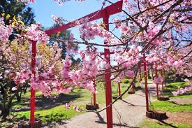 Parque da Cerejeira: Um Pedacinho do Japão em Campos do Jordão