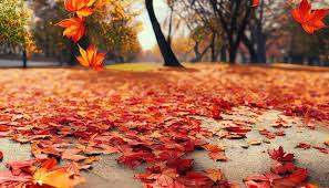 Folhas no chão, coração leve: Maravilhas de Outono no Vilage Inn!