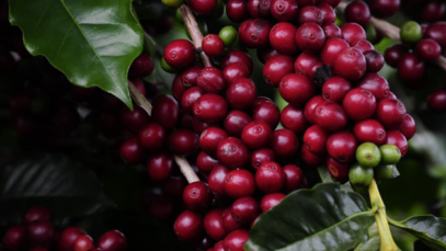 Aroma no ar e festa na praça: Poços de Caldas convida para a Festa do Café 2025