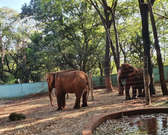 Bosque e Zoológico Fábio Barreto: Refúgio Natural e Conservação Ambiental em Ribeirão Preto